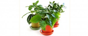 Plante